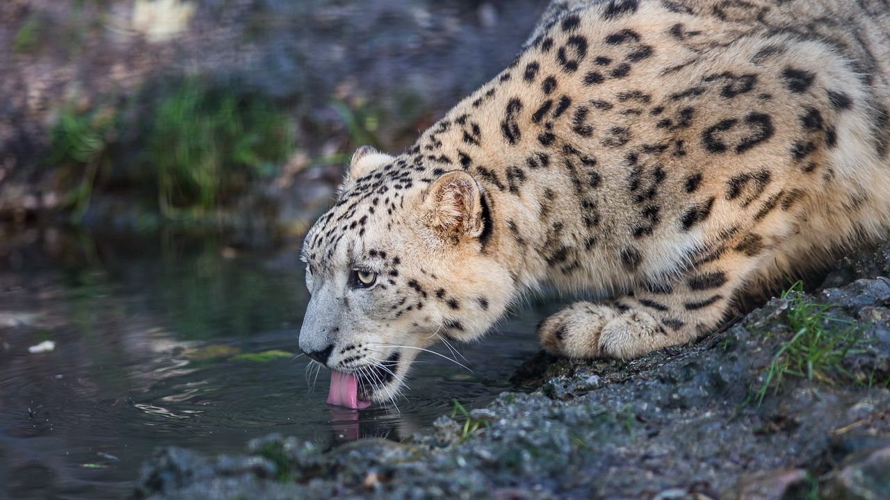 Wallpaper leopard, snow leopard, wild cat, predator