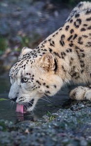 Preview wallpaper leopard, snow leopard, wild cat, predator