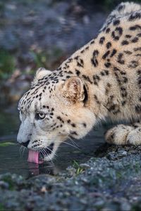 Preview wallpaper leopard, snow leopard, wild cat, predator