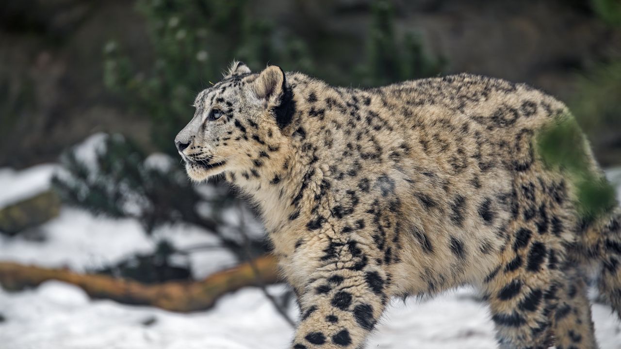 Wallpaper leopard, snow, nature, fur, animal