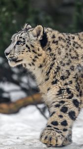 Preview wallpaper leopard, snow, nature, fur, animal