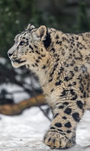 Preview wallpaper leopard, snow, nature, fur, animal
