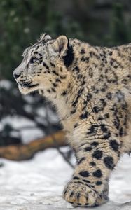 Preview wallpaper leopard, snow, nature, fur, animal