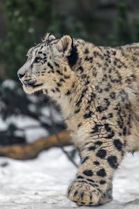Preview wallpaper leopard, snow, nature, fur, animal