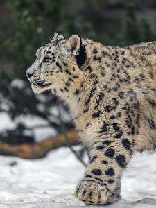 Preview wallpaper leopard, snow, nature, fur, animal