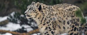 Preview wallpaper leopard, snow, nature, fur, animal