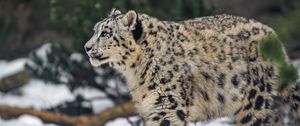 Preview wallpaper leopard, snow, nature, fur, animal