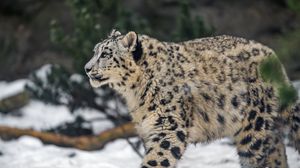 Preview wallpaper leopard, snow, nature, fur, animal