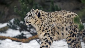 Preview wallpaper leopard, snow, nature, fur, animal