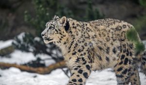 Preview wallpaper leopard, snow, nature, fur, animal