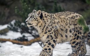 Preview wallpaper leopard, snow, nature, fur, animal