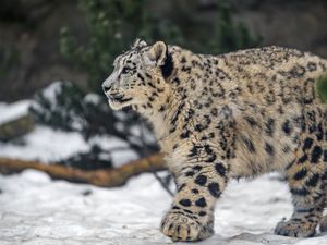 Preview wallpaper leopard, snow, nature, fur, animal
