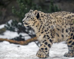 Preview wallpaper leopard, snow, nature, fur, animal