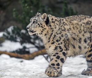 Preview wallpaper leopard, snow, nature, fur, animal