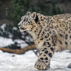 Preview wallpaper leopard, snow, nature, fur, animal