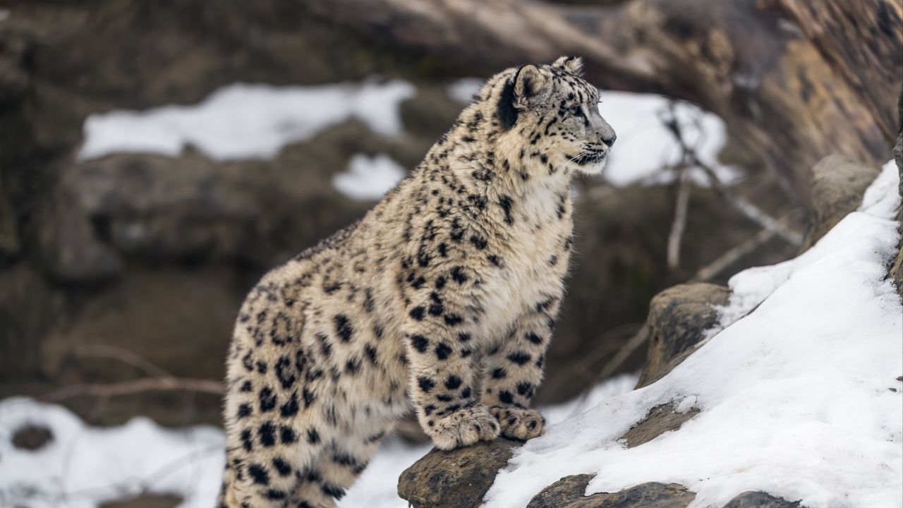 Wallpaper leopard, snow, spots, predator, big cat, animal