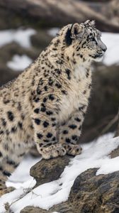 Preview wallpaper leopard, snow, spots, predator, big cat, animal