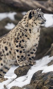 Preview wallpaper leopard, snow, spots, predator, big cat, animal