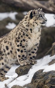 Preview wallpaper leopard, snow, spots, predator, big cat, animal