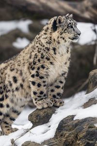 Preview wallpaper leopard, snow, spots, predator, big cat, animal