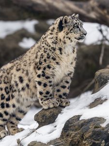 Preview wallpaper leopard, snow, spots, predator, big cat, animal