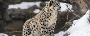 Preview wallpaper leopard, snow, spots, predator, big cat, animal