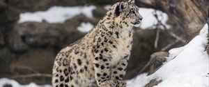 Preview wallpaper leopard, snow, spots, predator, big cat, animal