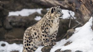Preview wallpaper leopard, snow, spots, predator, big cat, animal