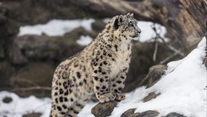 Preview wallpaper leopard, snow, spots, predator, big cat, animal