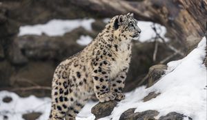 Preview wallpaper leopard, snow, spots, predator, big cat, animal