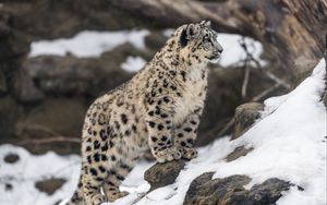 Preview wallpaper leopard, snow, spots, predator, big cat, animal