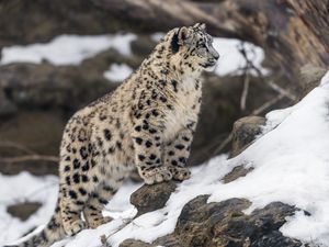 Preview wallpaper leopard, snow, spots, predator, big cat, animal