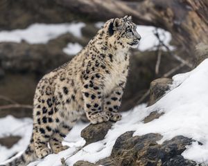 Preview wallpaper leopard, snow, spots, predator, big cat, animal