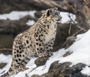 Preview wallpaper leopard, snow, spots, predator, big cat, animal