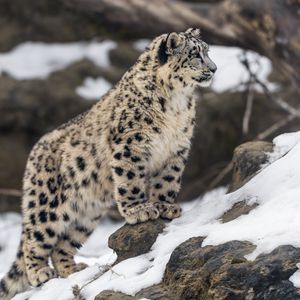 Preview wallpaper leopard, snow, spots, predator, big cat, animal