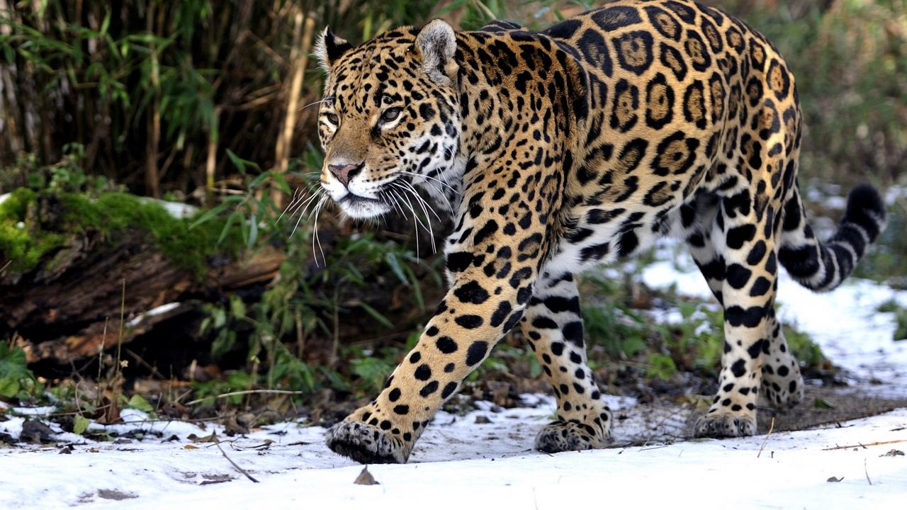 Wallpaper leopard, snow, walk, predator
