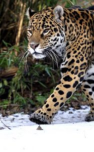 Preview wallpaper leopard, snow, walk, predator