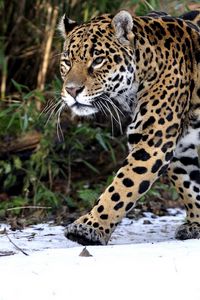 Preview wallpaper leopard, snow, walk, predator