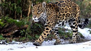 Preview wallpaper leopard, snow, walk, predator