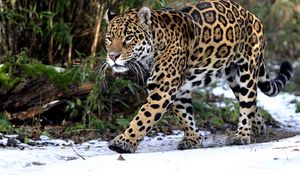 Preview wallpaper leopard, snow, walk, predator