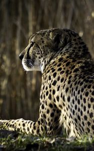 Preview wallpaper leopard, spots, lying, back, big cat