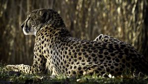 Preview wallpaper leopard, spots, lying, back, big cat