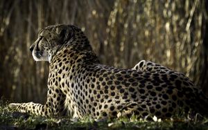 Preview wallpaper leopard, spots, lying, back, big cat