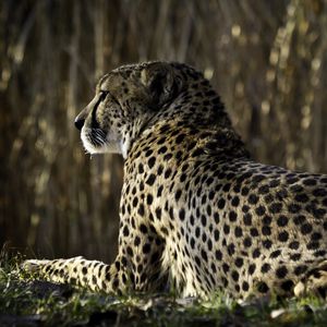 Preview wallpaper leopard, spots, lying, back, big cat