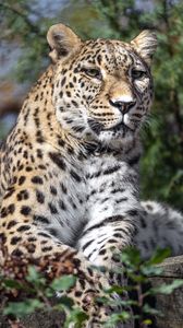 Preview wallpaper leopard, spots, predator, glance, animal