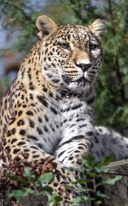 Preview wallpaper leopard, spots, predator, glance, animal