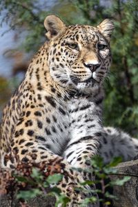 Preview wallpaper leopard, spots, predator, glance, animal