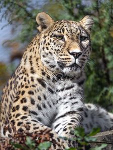 Preview wallpaper leopard, spots, predator, glance, animal