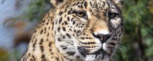 Preview wallpaper leopard, spots, predator, glance, animal
