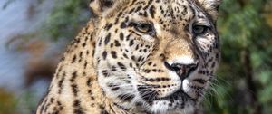 Preview wallpaper leopard, spots, predator, glance, animal